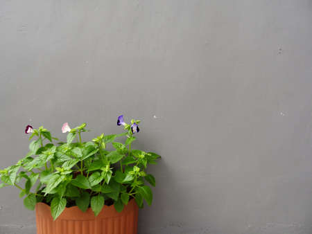 green leafy plant with black pot on gray backgroundの写真素材