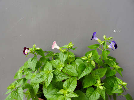 green leafy plant with black pot on gray backgroundの写真素材