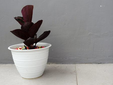 red flower with white pot and gray background