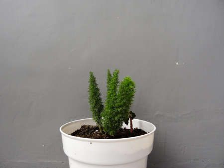 red flower with white pot and gray backgroundの写真素材
