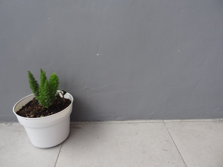 green leafy plant with transparent colored pot and gray backgroundの写真素材