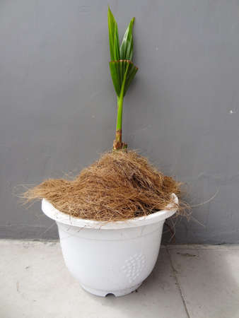 Green cactus in pot is black and gray backgroundの写真素材