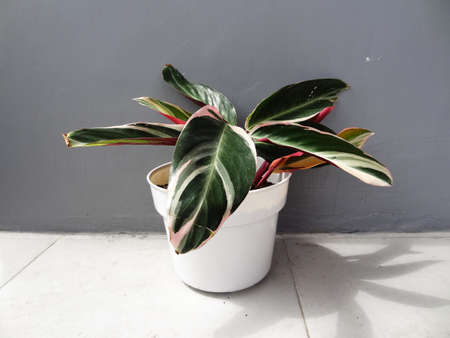 purple leafy plant with brown pot on gray backgroundの写真素材