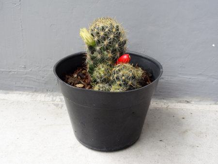purple leafy plant with brown pot on gray backgroundの写真素材