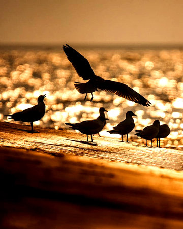 Seagulls on the beach at sunset, beautiful photo digital pictureの写真素材