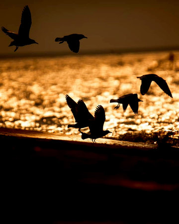 Silhouette of seagulls on the beach at sunsetの写真素材