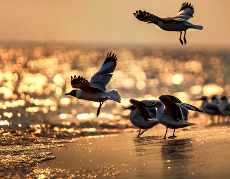 seagulls on the beach at sunset, beautiful photo digital picture