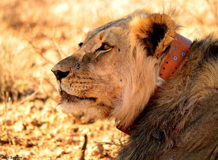 Kgalagadi lionの写真素材