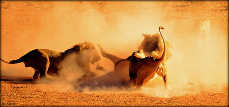 lion teritorial Battle in Kgalagadiの写真素材