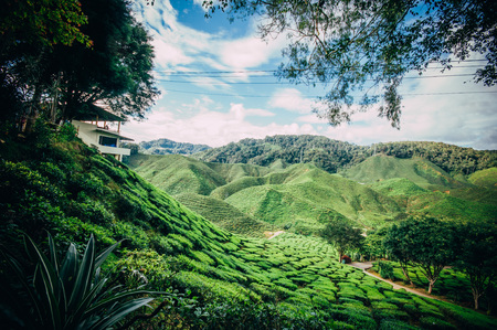 Tea Plantation at CAMERON HIGHLAND MALAYSIA Tea Plantation at CAMERON HIGHLAND MALAYSIA