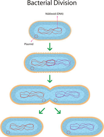 Reproductive Division in Bacteria Diagramのイラスト素材