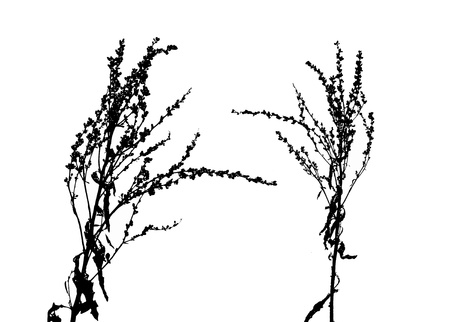 Black spring vectorized flowers on white backgroundの写真素材