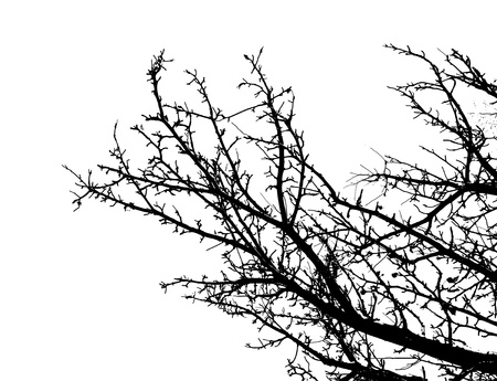 Black spring vectorized tree on white backgroundの写真素材