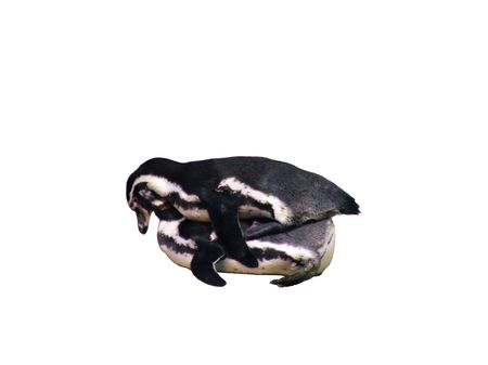 Two penguins in the infinityの写真素材