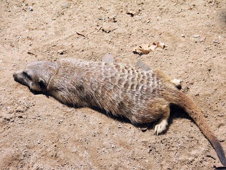 Marmot tired by sunny day made a decision to sleep on the cage sandの写真素材