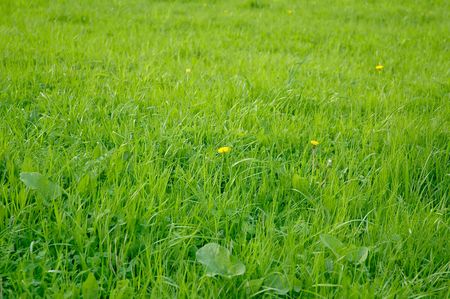 Juice green grass covers a glade in the city parkの写真素材