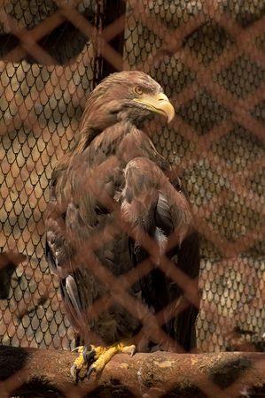Grand eagle looks very impressive even in cageの写真素材