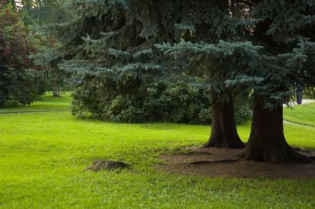 Glade in the shadow of two blue firs in the city parkの写真素材