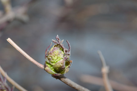 Close-up photo of opening bud in the spring