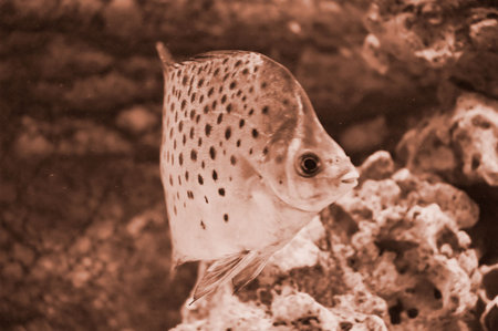 Photo of exotic fish toned in sepia