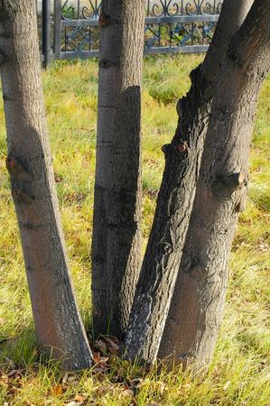 View on the four trunks on one asp-tree in the parkの写真素材