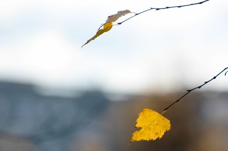 Two leaves colored yellow by autumn just before flying off の写真素材