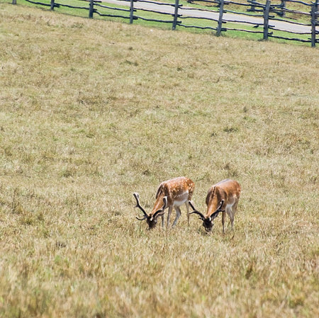 Photo of a couple of deers grazing in the meadow