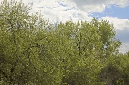 Photo of spring green trees with sky on backgroundの写真素材