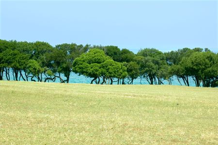 View on trees range at the sea coast from medowの写真素材