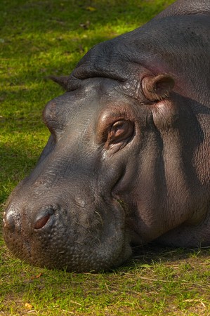 Photo of large hippopotamus living at Kaliningrad Zooの写真素材