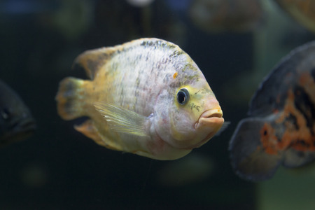 Astronotus-albino oscar  Astronotus ocellatus var  Albino の写真素材