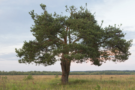 Branchy lonely pine on a summer eveningの写真素材