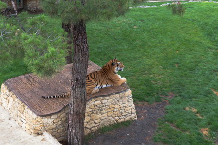Tiger lying on a plinth in the aviary のeditorial素材