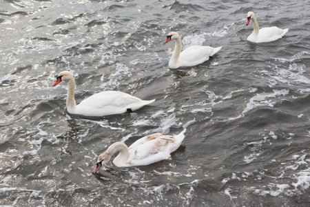 Swans (Cygnus olor) swim in the Black Sea in winter near the embankment of the city of Evpatoria, Crimea, Russiaの写真素材