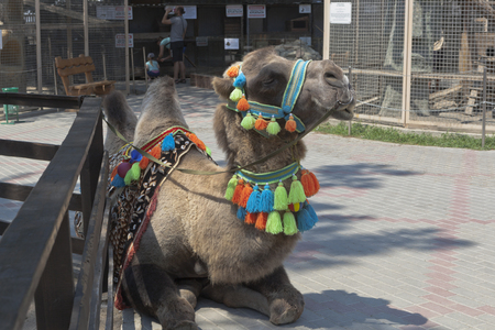 Bakhchisaray, Crimea, Russia - July 22, 2019: A camel on which you can ride in the zoo of the Bakhchisarai miniature park, Crimeaのeditorial素材