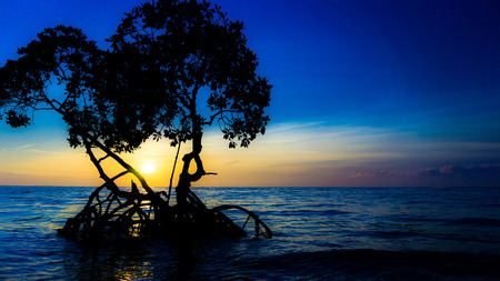 Sunrise with sun at the center of mangrove treeの写真素材