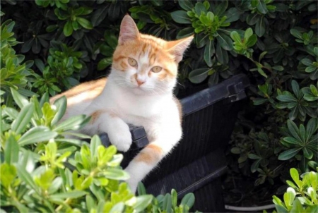Relaxing Catの写真素材