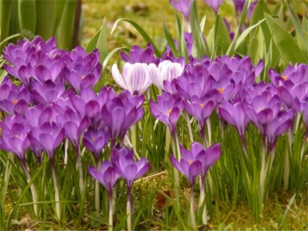 Flowersの写真素材