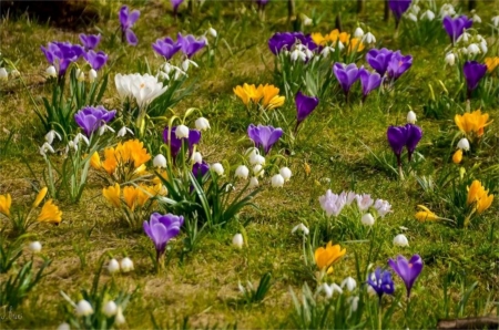 Flowersの写真素材