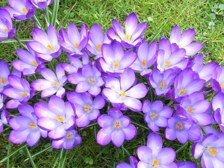 Flowers Purple