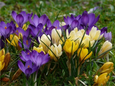 Yellow and Purple Flowersの写真素材