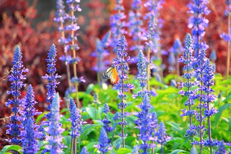 butterfly in gardenの写真素材