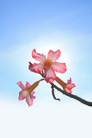 flower and blueskyの写真素材