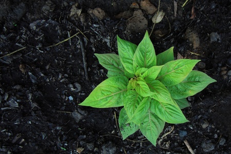 plantの写真素材