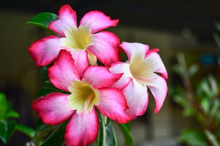 Chuan chom thailandの素材