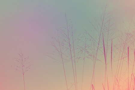 Filter vintage of grass background