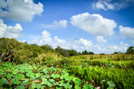 Fields papyrus and beautiful skyの写真素材