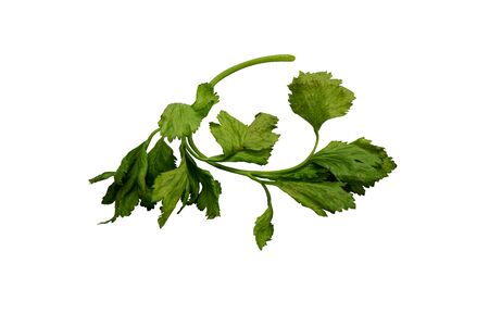 Celery is a leaf vegetable and medicinal plant commonly used as a spice in cookingの写真素材