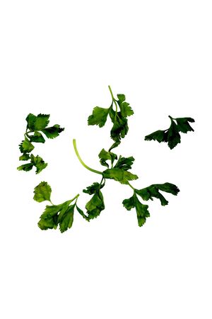Celery is a leaf vegetable and medicinal plant commonly used as a spice in cookingの写真素材
