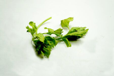 Celery is a leaf vegetable and medicinal plant commonly used as a spice in cookingの写真素材